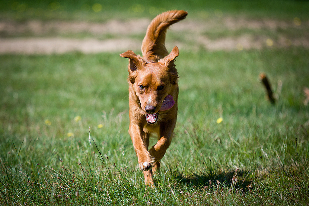 Foster sprintet mit heraushängender Zunge auf die Kamera zu