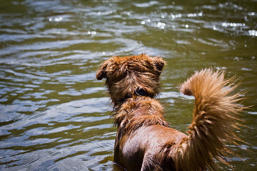 Foster steht bis zur Brust im Wasser und schaut auf den See