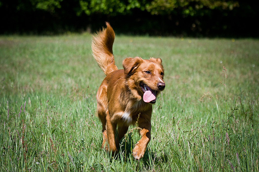 Foster läuft mit heraushängender Zunge über die Wiese