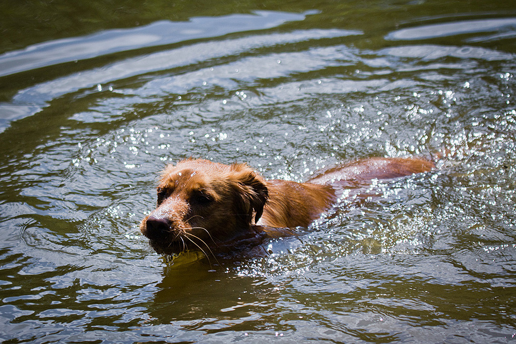 Foster schwimmt im See