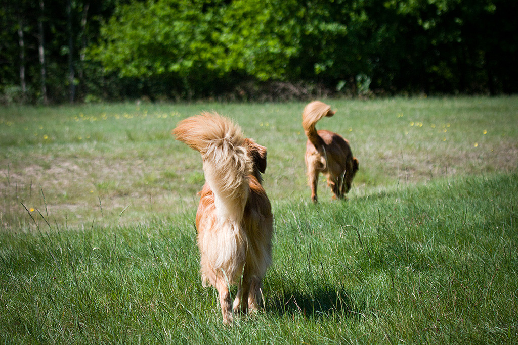 Edison und Foster auf einer Wiese von hinten fotografiert, beide mit gehobener Rute