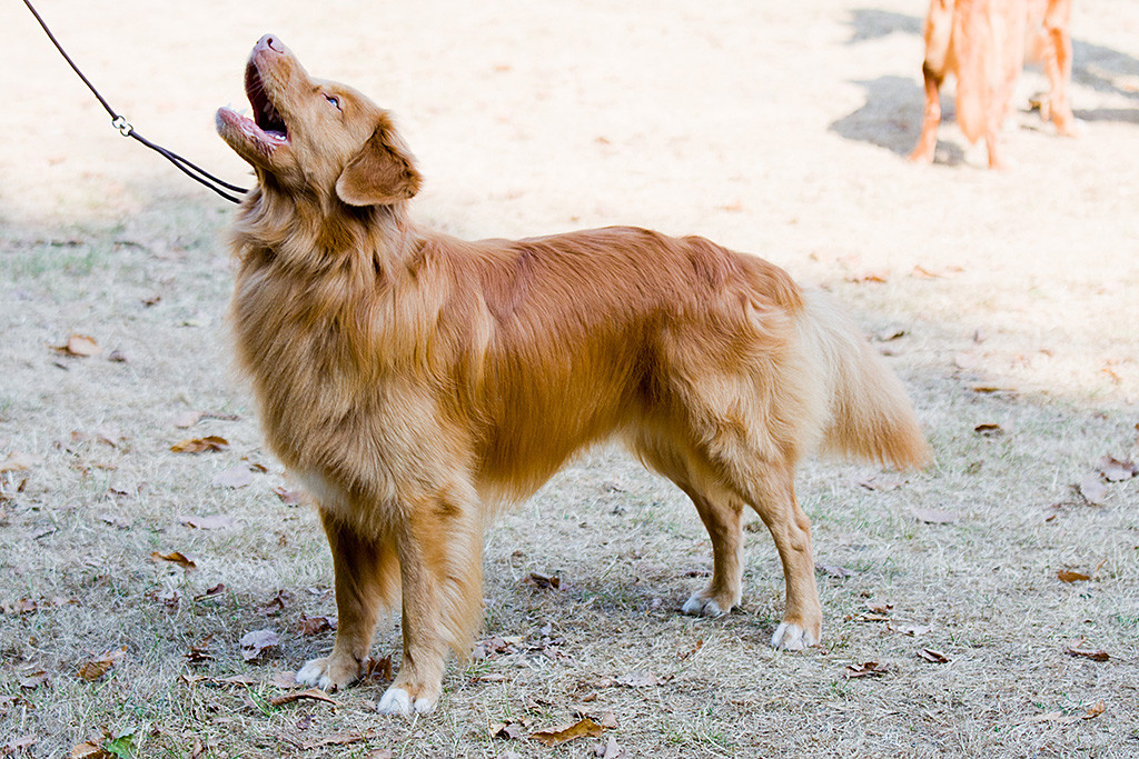 Edison steht voller Körperspannung mit hochgestrecktem Kopf und offenen Fang vor Stephan, der nicht im Bild ist