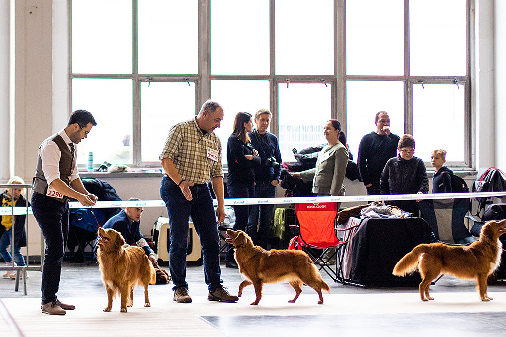 Edison steht bei der Wahl zum Rassebesten mit Stephan neben Frank und Hündin Fiine sowie dem besten Junghund