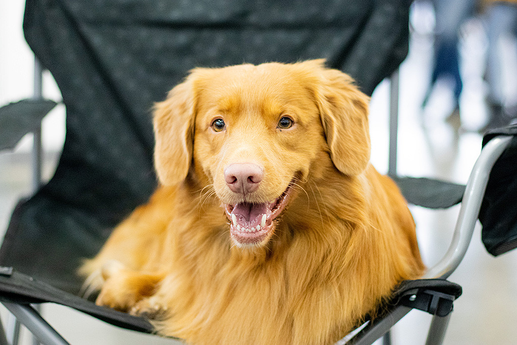 Edison liegt auf dem Campingstuhl und lächelt frontal in die Kamera