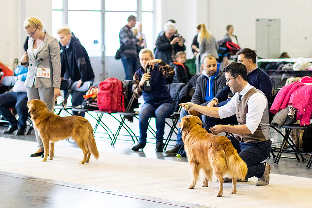 Edison steht neben dem zweiten Rüden aus der Championklasse