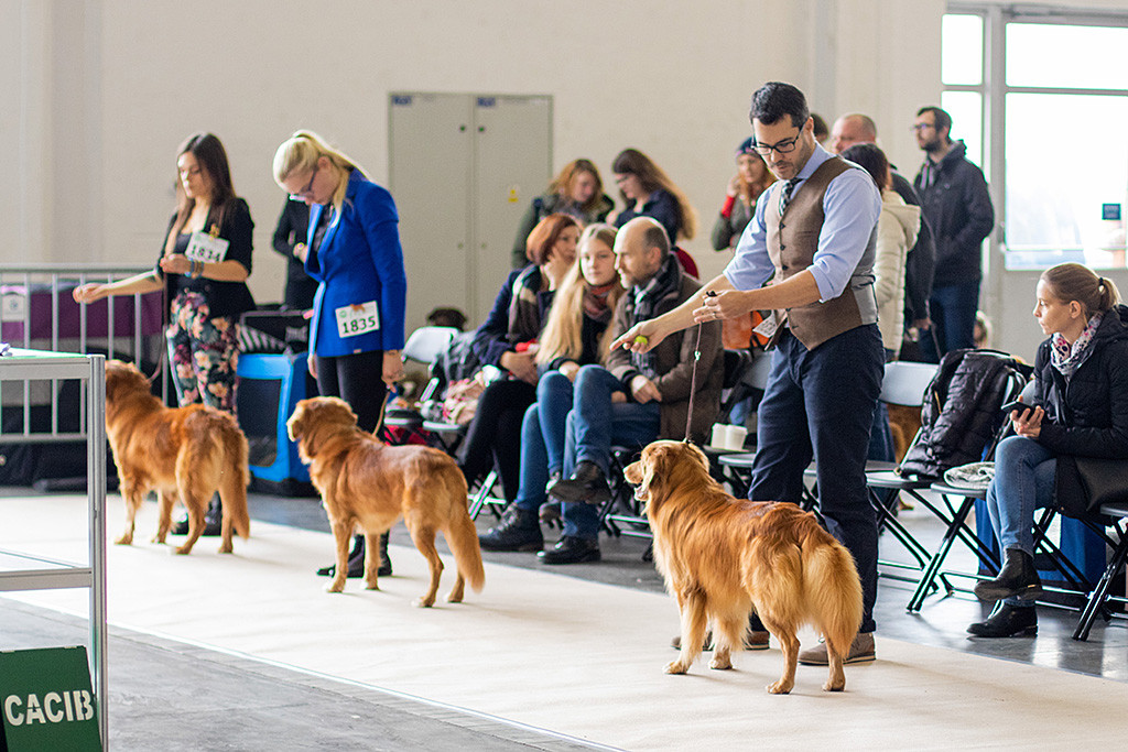 Edison steht neben den beiden anderen Rüden der Championklasse
