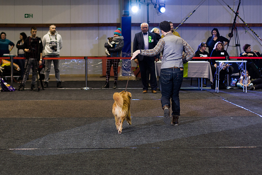 Edison läuft geführt von Stephan auf der geraden Bahn auf den Best-in-Show-Richter zu
