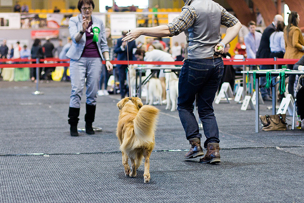 Edison läuft geführt von Stephan auf der geraden Bahn auf die Richterin zu