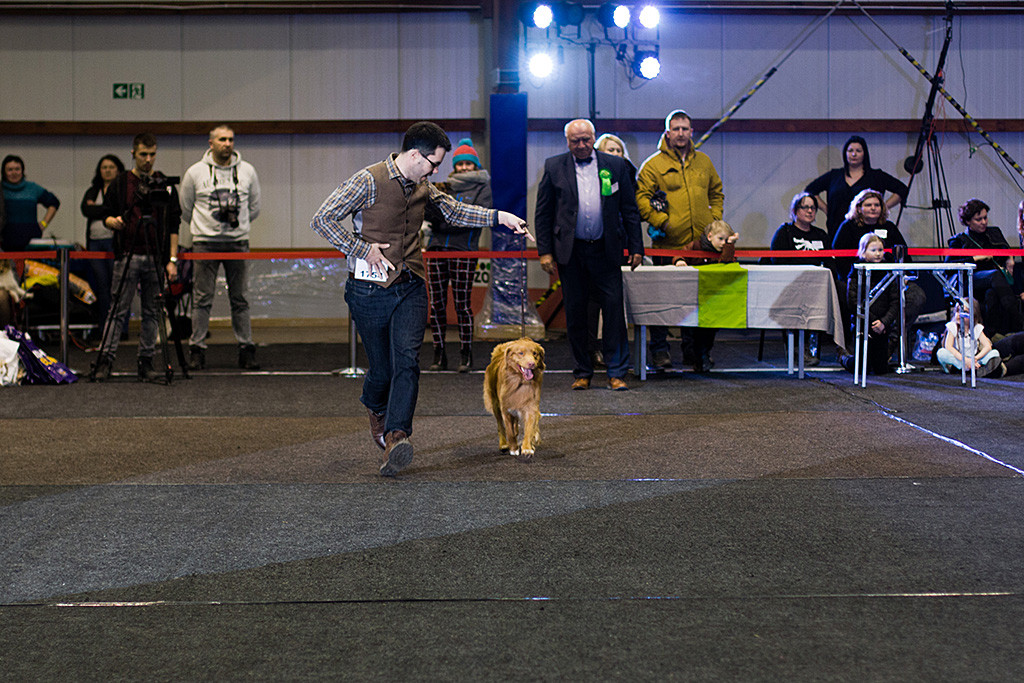Edison läuft geführt von Stephan auf der geraden Bahn vom Best-in-Show-Richter weg