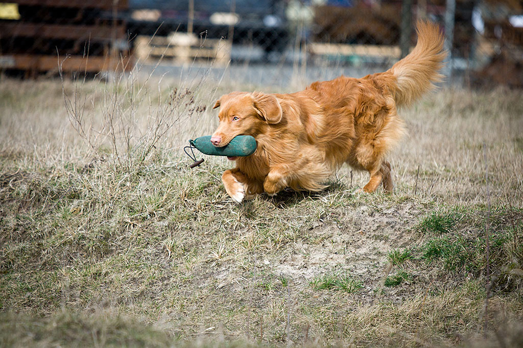 Edison springt mit Dummy im Fang in eine Senke