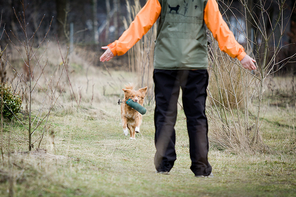 Frieda mit Dummy im Fang auf dem Rückweg zu Sigrid