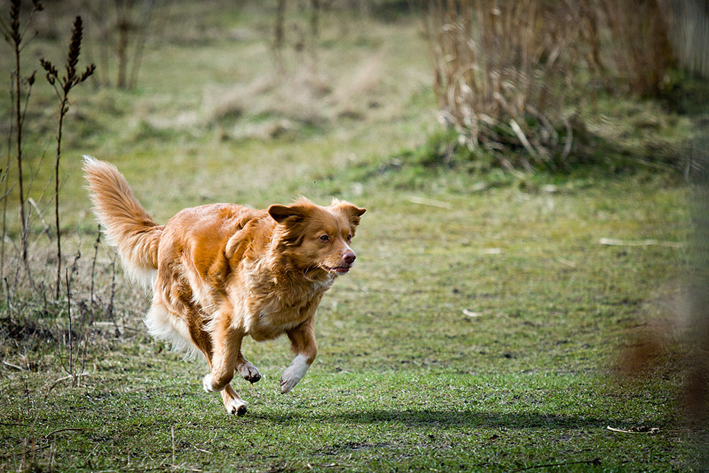 Frieda sprintet über das Trainingsgelände