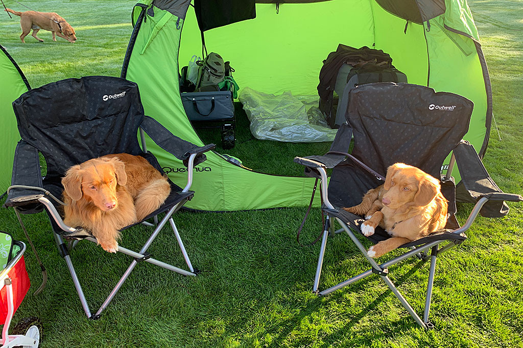 Edison und Newton liegen in den Klappstühlen, die vor dem grünen Wurfzelt stehen