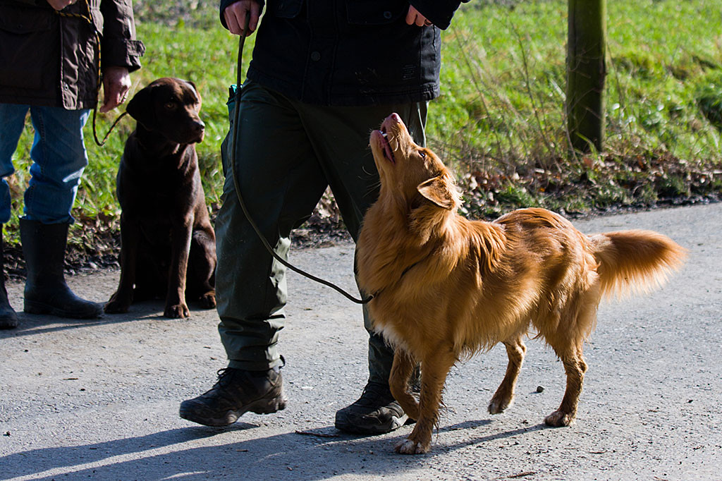 Edison läuft freudig bei Fuß und schaut zu mir hoch