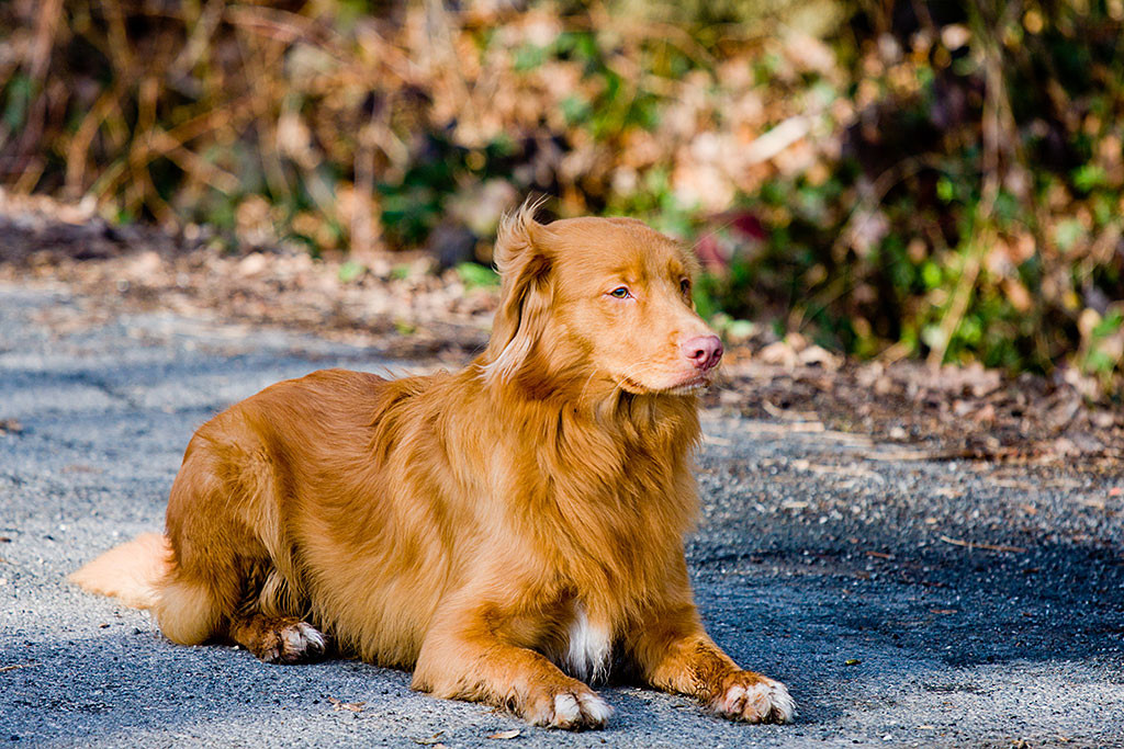 Edison liegt in der Ablage