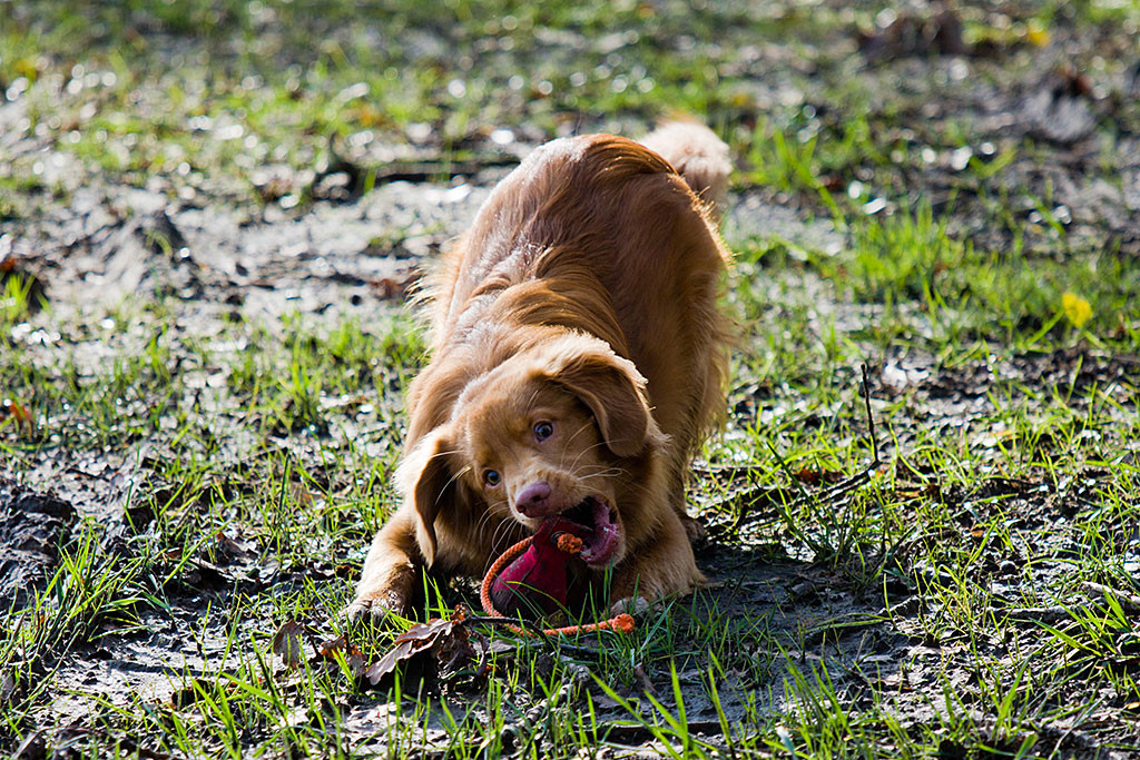 Edison schnappt nach einem auf dem Boden liegenden Kugeldummy