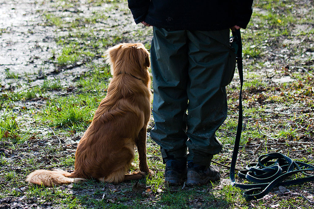 Edison sitzt neben mir angeleint an der Schleppleine kurz vor dem Apport