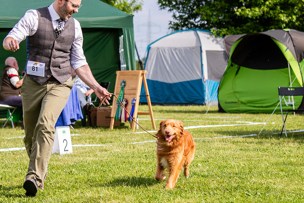 Newton läuft freudig an Stephans Seite durch den Ring
