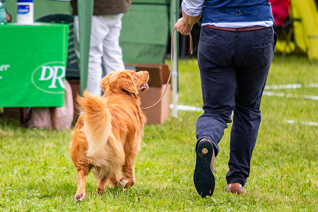 Newton freudig bei der Gangwerkprobe auf der Geraden auf die Richterin zu