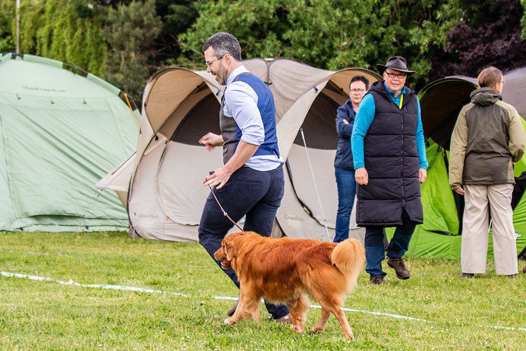 Edison läuft freudig an Stephans Seite im perfekten Kreuzgang durch den Ring