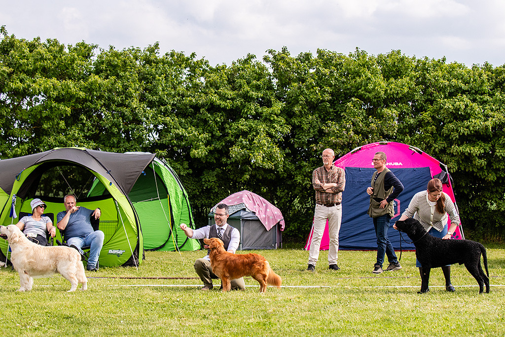 Newton steht aufgereiht zwischen Golden Retriever und Curly Coated Retriever