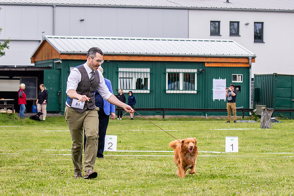 Newton läuft freudig auf der Geraden von der Richterin weg