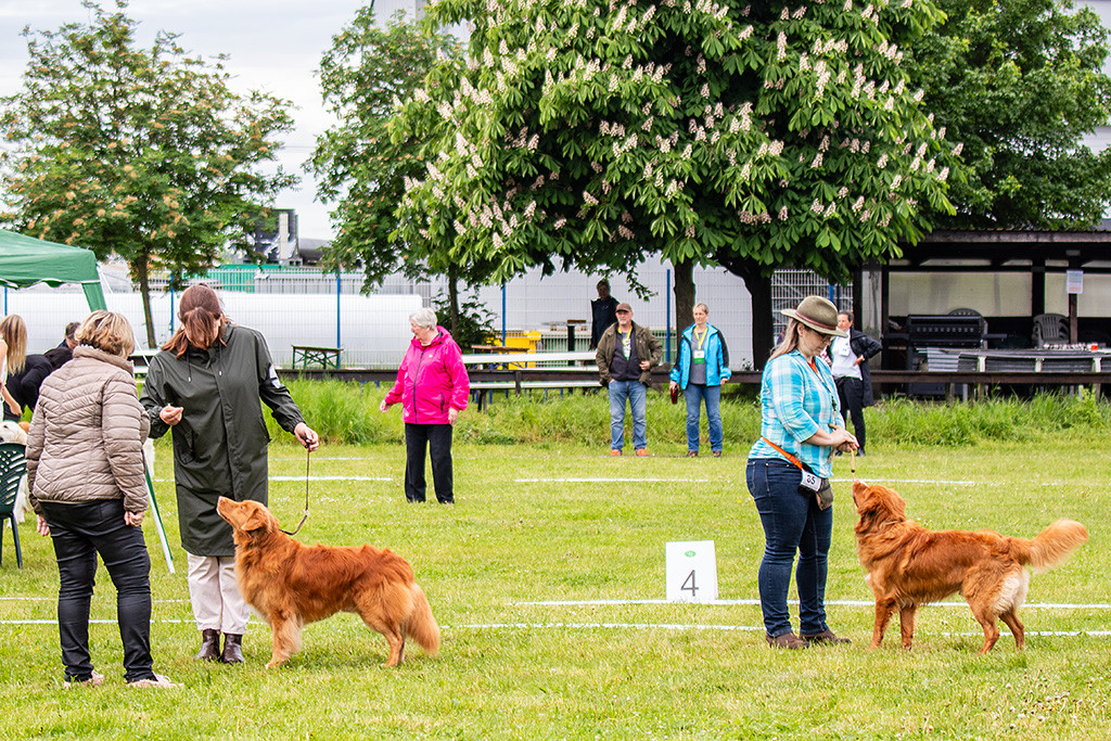 Edison steht vor Ann-Kathrin aufgereiht neben dem besten Junghund-Rüden während die Richterin sich ihn nochmal anschaut
