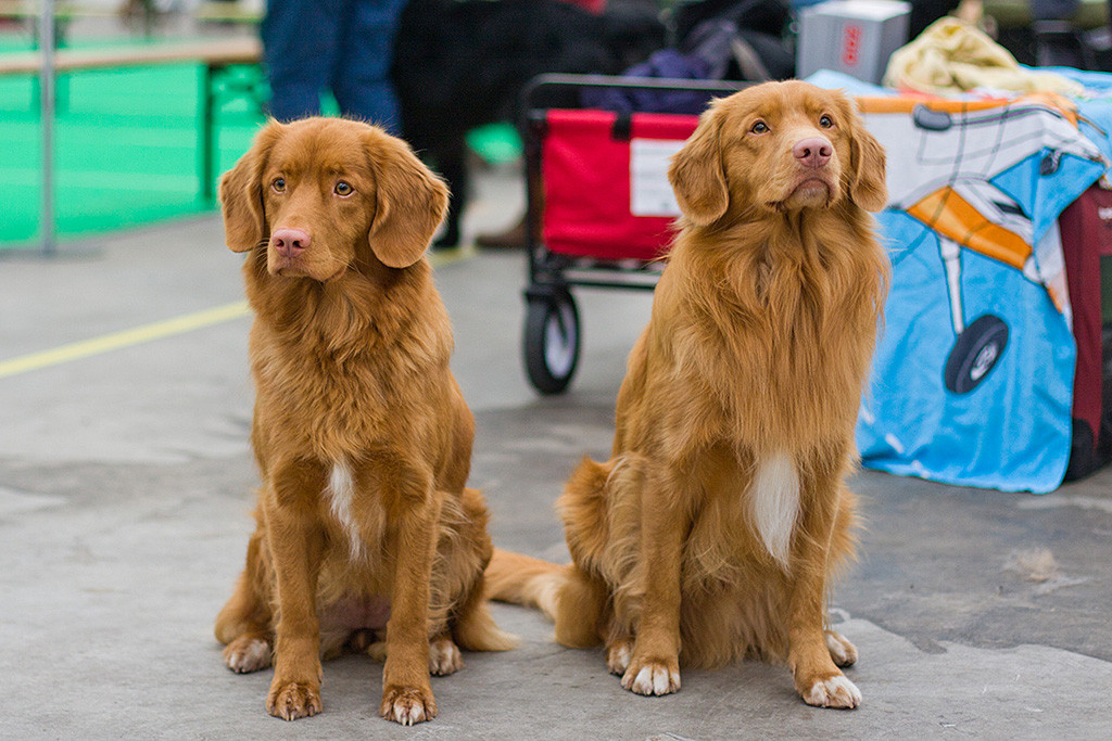 Final Fantasy of Red Glory »Ziva« und Edison sitzen nebeneinander
