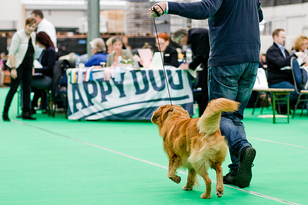Edison läuft von Stephan geführt auf die Richterin zu
