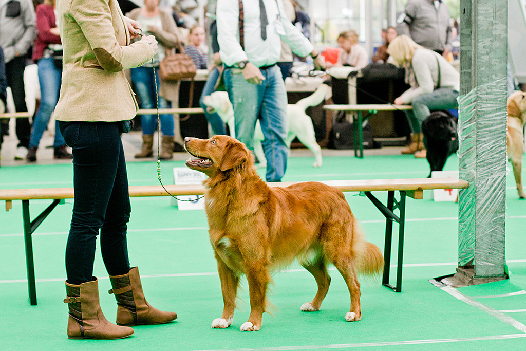 »Alliance de la Vie Fox Finder« bei der Wahl zum besten Rüden