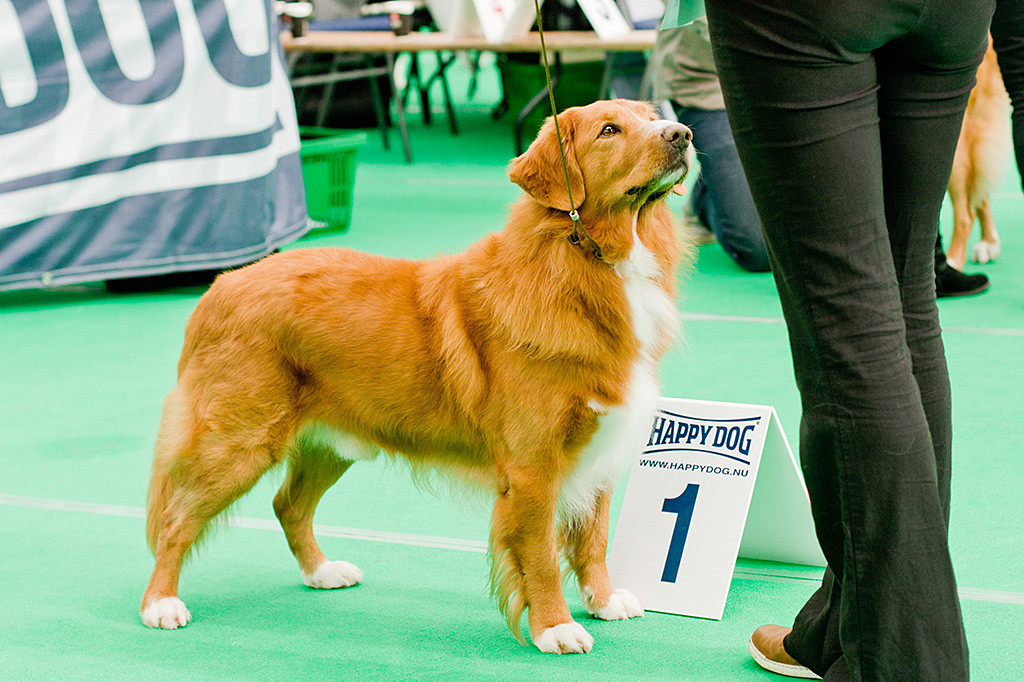 »Alliance de la Vie Thunderclap« gewinnt die Wahl zum besten Rüden