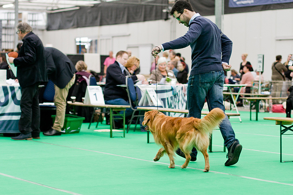 Edison läuft geführt von Stephan auf den Richtertisch zu