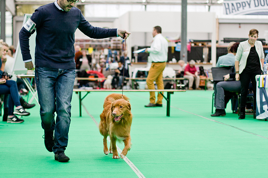 Edison läuft von Stephan geführt auf einer Geraden durch den Ring, im Hintergrund schaut die Richterin zu