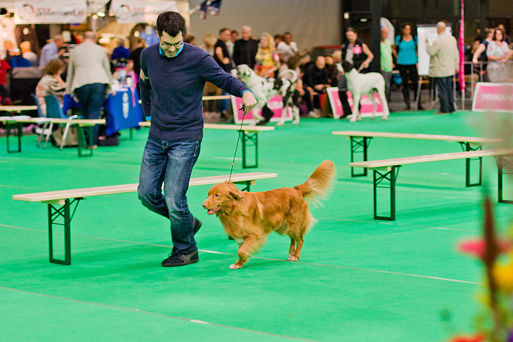 Edison läuft geführt von Stephan eine weitere Runde durch den Ring bei der Wahl zum besten Rüden