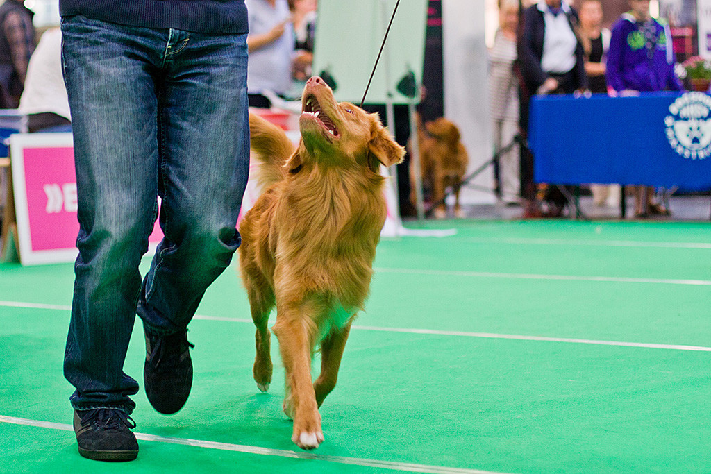 Edison läuft mit Stephan durch den Ring und schaut dabei zu ihm hoch