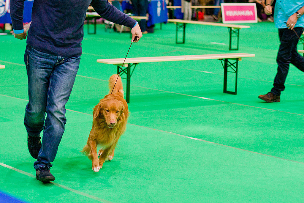 Edison läuft geführt von Stephan durch den Ring bei der Wahl zum besten Rüden