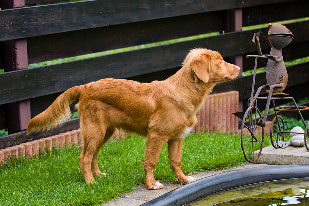 Edison steht fast im Profil am Teich in Friedas Garten