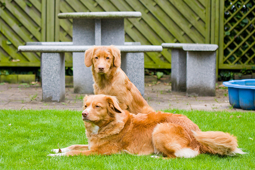 Edison sitzt direkt hinter der liegenden Frieda auf der Wiese