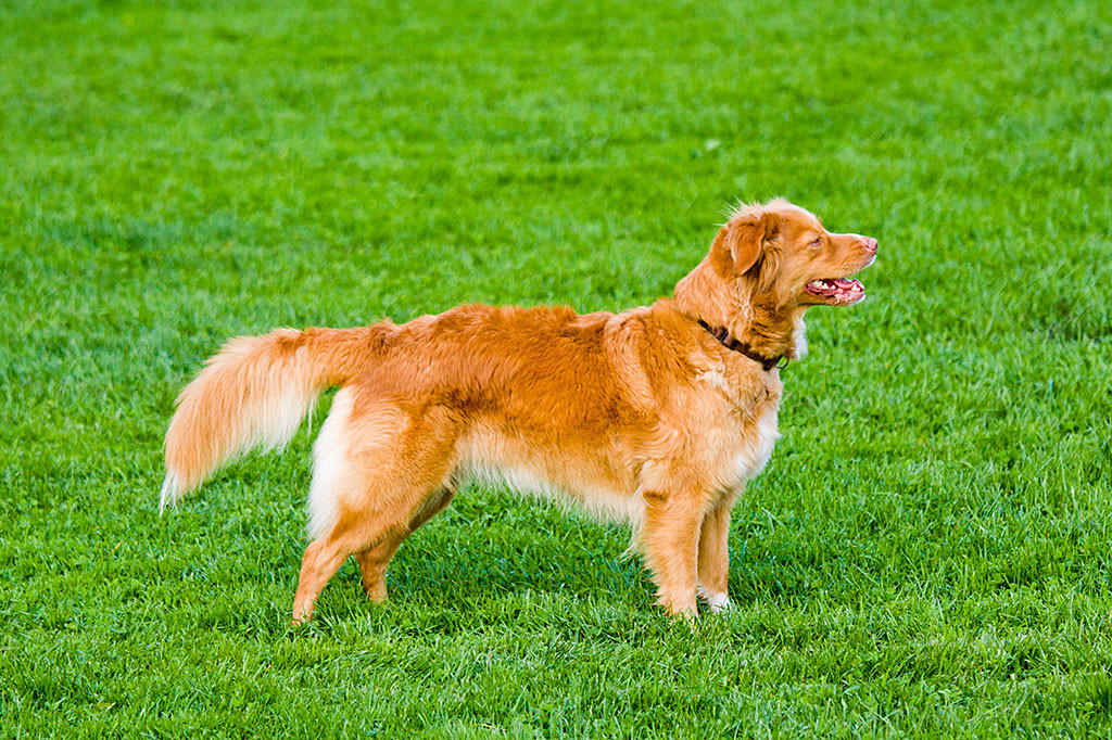 Frieda steht im Profil auf der Wiese