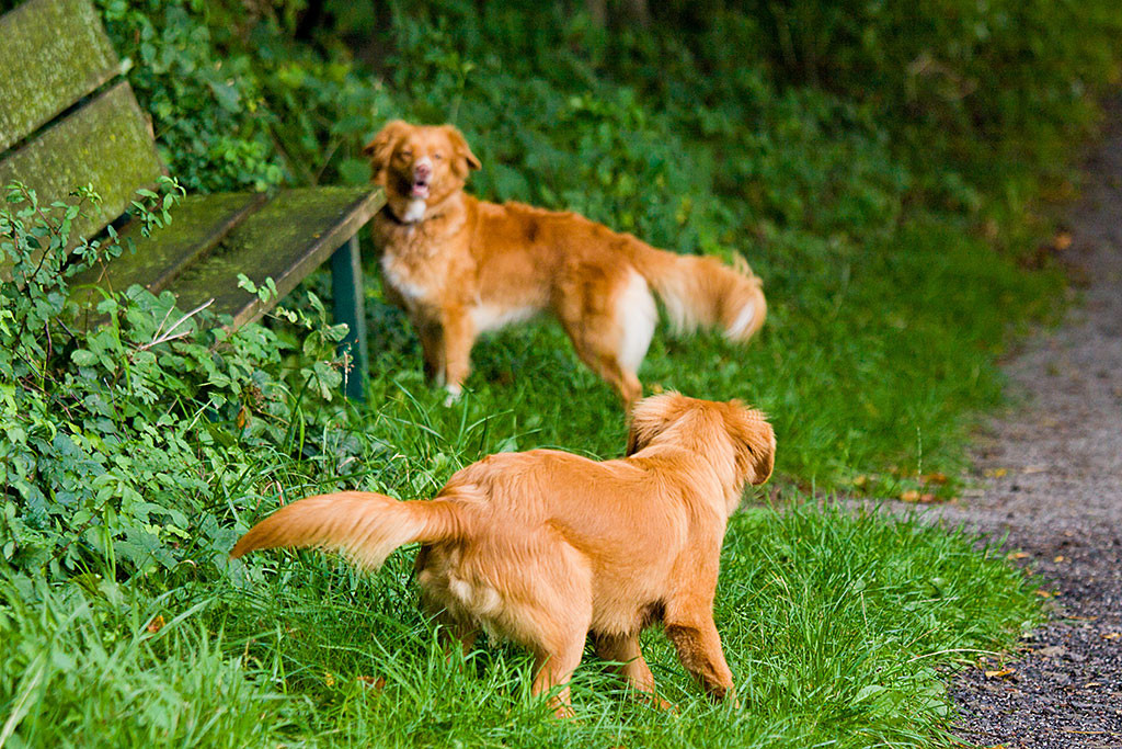 Edison animiert Frieda bei einer Bank zum Spielen