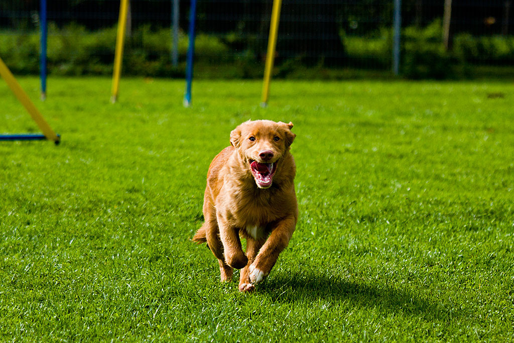 Edison rennt mit lustiger Zungenstellung auf die Kamera zu