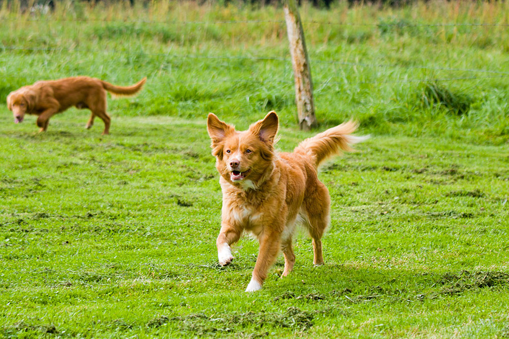 Edison und Frieda laufen frei auf einer frisch gemähten Wiese