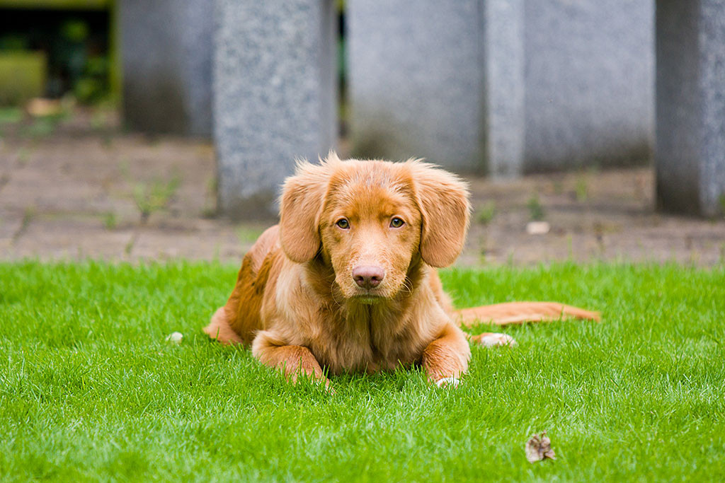 Edison liegt im Gras und schaut ganz konzentriert