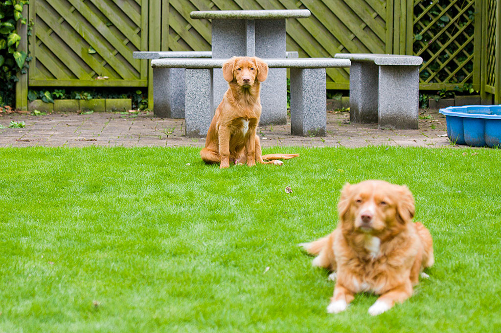 Edison sitzt auf der Wiese ein gutes Stück von der liegenden Frieda entfernt