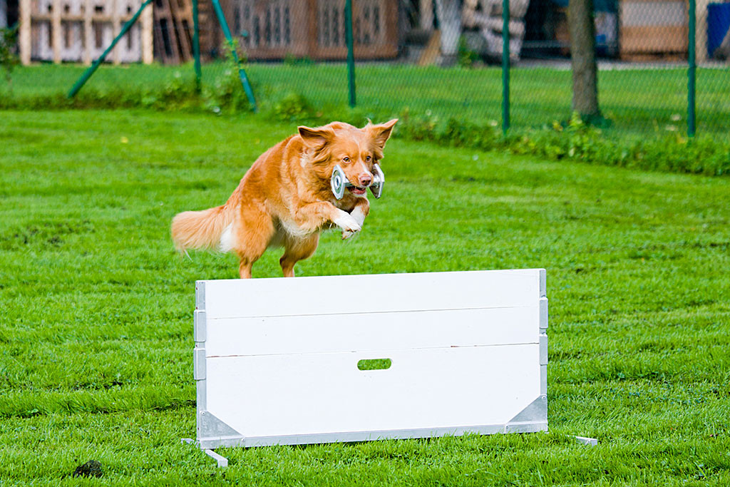 Frieda springt mit einem Metall-Aportel über eine Hinderniswand