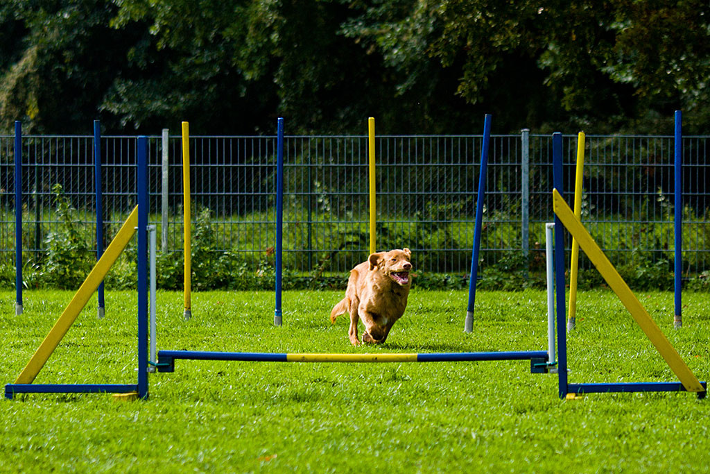Edison rennt freudig durch den Agility-Parcours