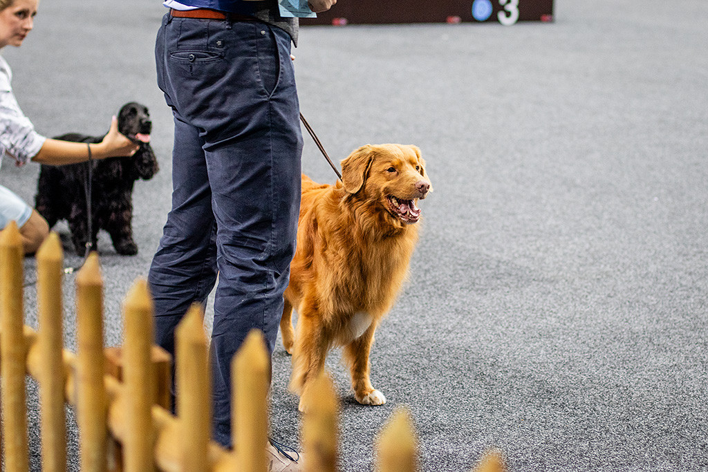 Edison steht neben dem American Cocker Spaniel