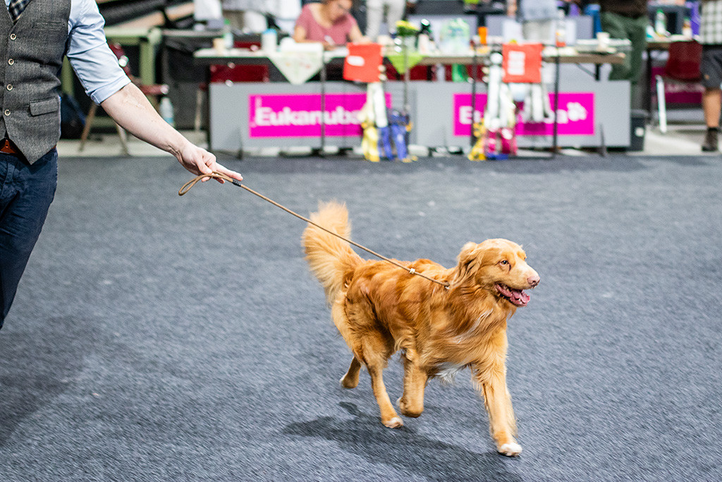 Newton läuft fröhlich durch den Ring