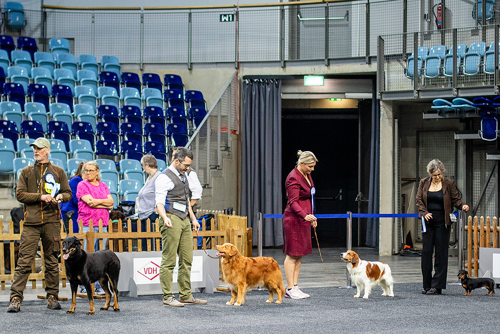 Edison steht neben Kooikerhondje und Dackel im Ehrenring
