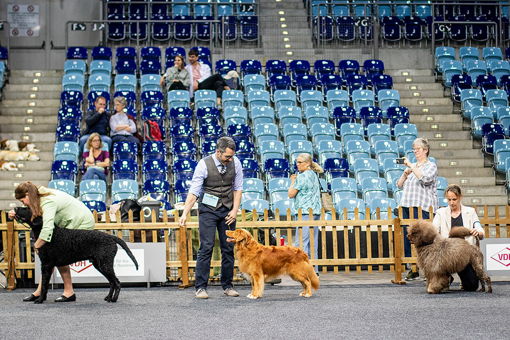 Edison steht zwischen Curly Coated Retriever und dem Portugisischem Wasserhund